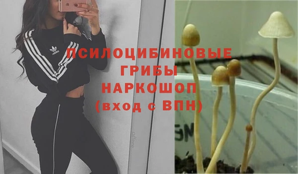 стаф Зеленокумск