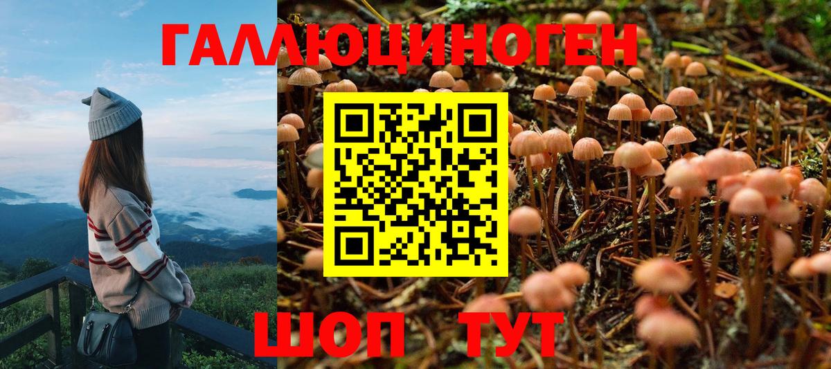 Галлюциногенные грибы Psilocybe  Славгород 