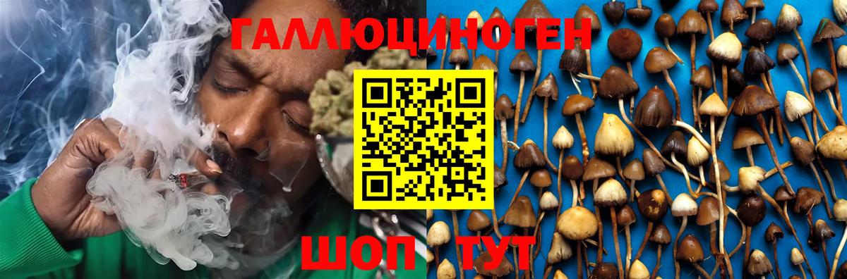 Галлюциногенные грибы Psilocybine cubensis Славгород